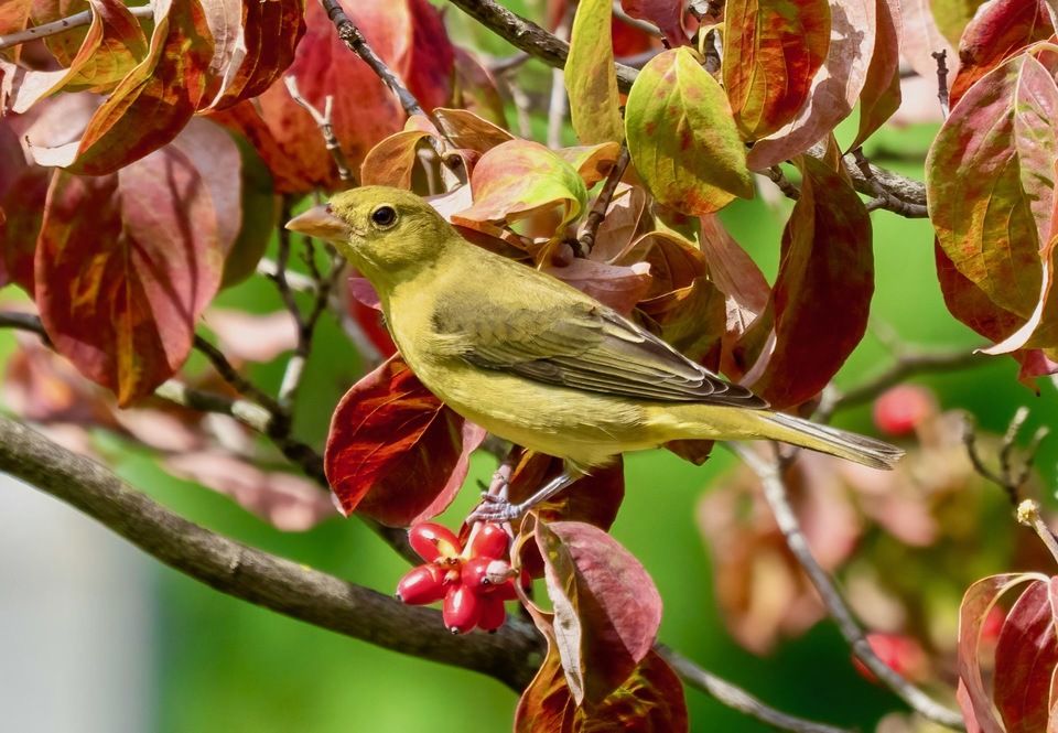 Scarlet tanager in GWC (24870).jpg by Rhododendrites is licensed under CC BY-SA  4.0.